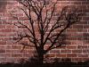 626850_tree_shadow.jpg 626850_tree_shadow.jpg