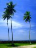 813148_coconut_palm_way_wall_and_sea.jpg 813148_coconut_palm_way_wall_and_sea.jpg