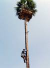 palmera.jpg palmera.jpg